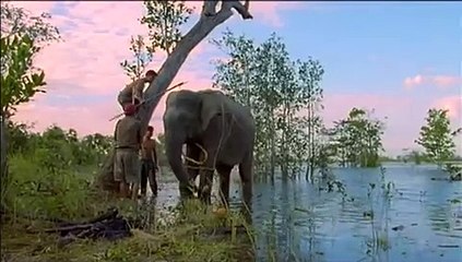El planeta vivo El hombre - Mnong los ultimo jinetes de elefantes