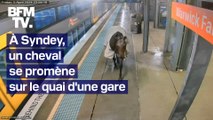 Un cheval se promène sur le quai d'une gare à Sydney et tente de monter dans un train