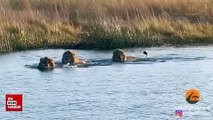 3 erkek aslanı bölgesinden kovan su aygırı
