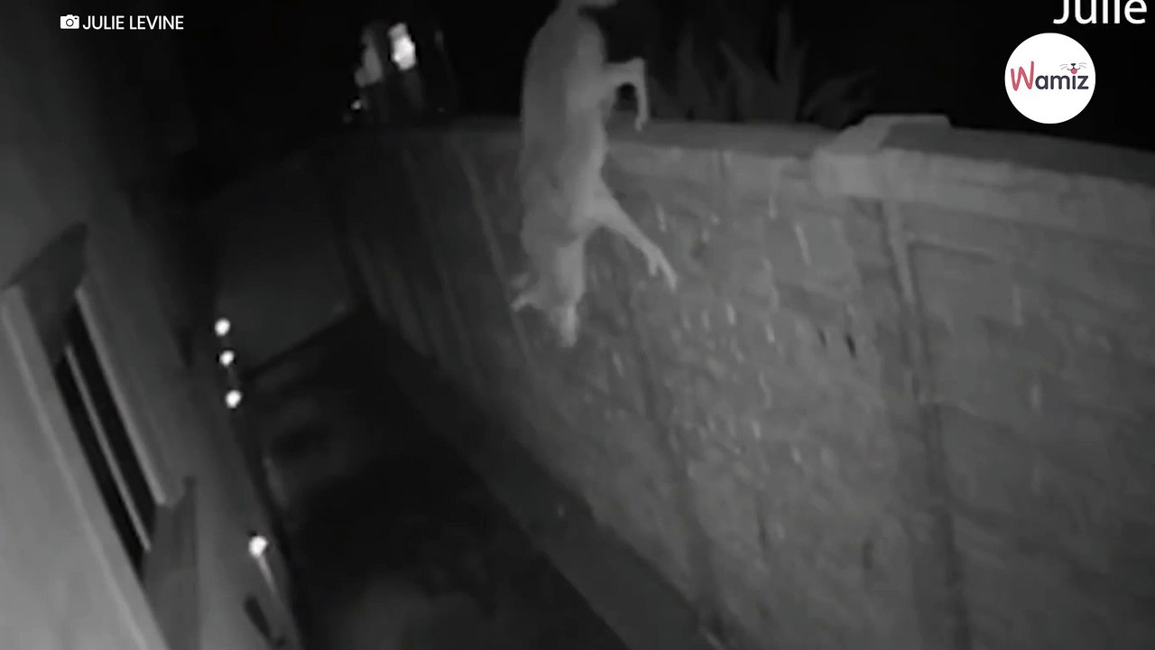 Owner hears her dogs barking at night: Her bloo...