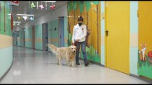 Pet dog therapy, quando ai bambini in ospedale 