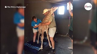 Malinois sneaks into baby giraffe enclosure and does what no-one else could