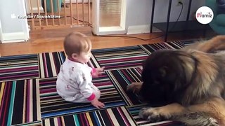 People stunned when they see how this huge dog acts around baby (video)