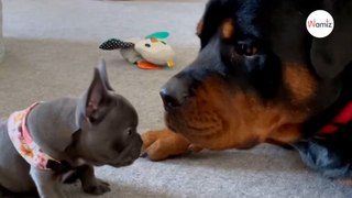 Tiny puppy barks at Rottweiler: His reaction leaves everyone stunned