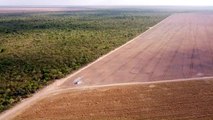 ONG britânica acusa H&M e Zara de vínculos com desmatamento no Brasil