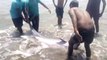 Dolphin rescued after it became stranded on Indian beach