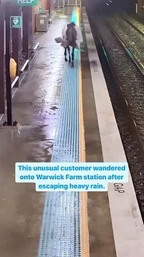 Escaped horse trots down platform and waits for train
