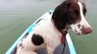 Meet the Paddleboarding Pooch paddling across Yorkshire