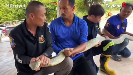 Tayland'da otomobilin kaputundan 16 kilo ağırlığında kral kobra çıktı