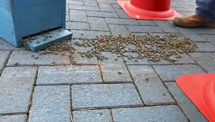 Resgate de abelhas: Vídeo mostra insetos seguindo Abelha Rainha no Bairro Coqueiral