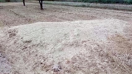 The straw crisis has increased the concern of cattle herders, out of compulsion they are booking by paying advance money.