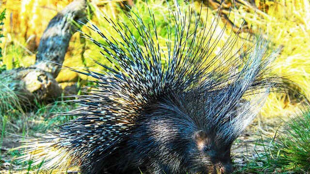 Chasseurs d'exception vidéo bande annonce