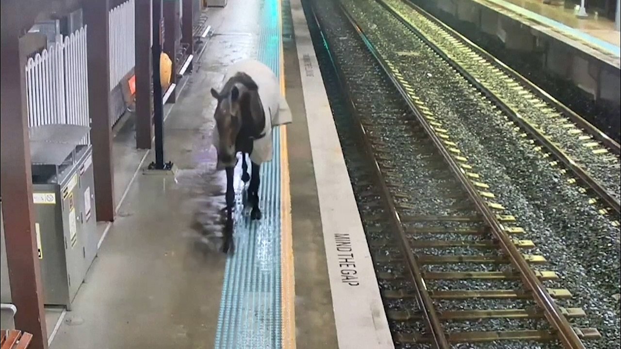 Ausgebüxtes Reitpferd macht Bahnhof unsicher