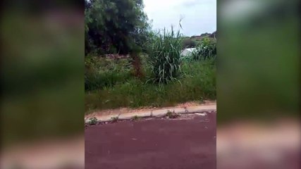 Após cobra ser encontrada em residência no Quebec, moradores solicitam manutenção em matagal