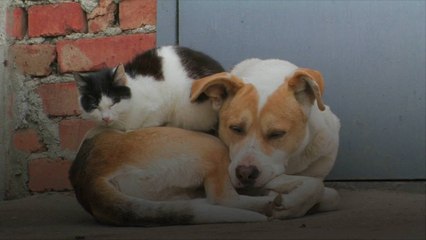 6 Tips to Help Dogs and Cats Get Along