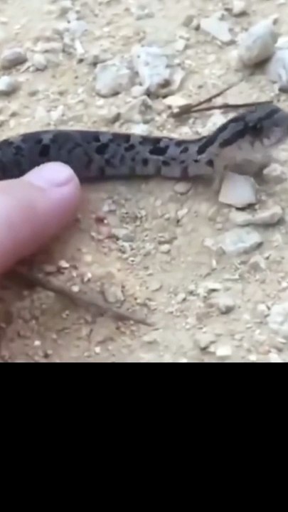 قتلها بالضحك هههه