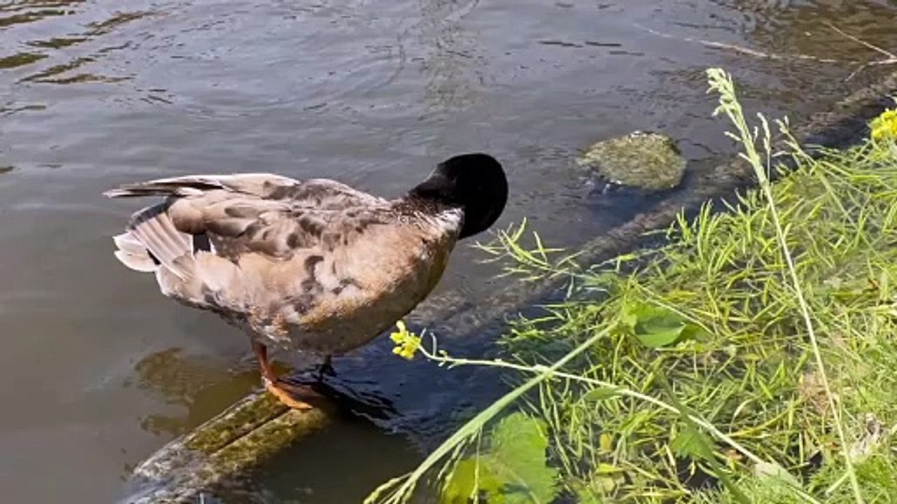 Duck Bird