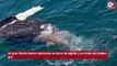 Un enorme tiburón se alimenta del cadáver de una ballena