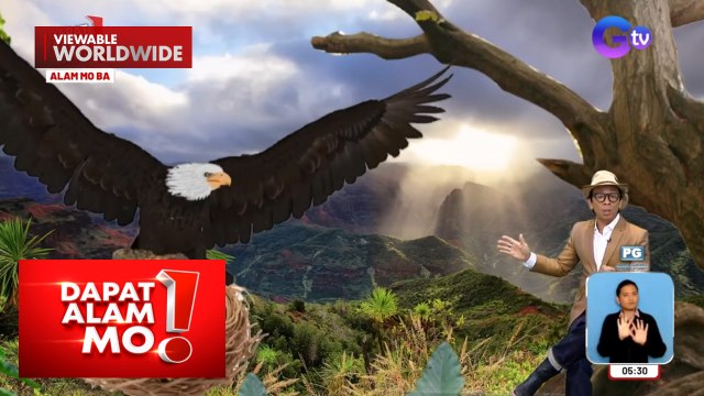 Isang agila, prinotektahan ang isang bato sa pag-aakalang itlog niya ito | Dapat Alam Mo!