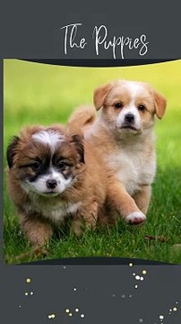 The Nearby Pets Store India Shih Tzu Puppies