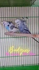 Budgies The Neaby Pets Store
