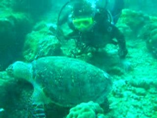 Fabiene tortueDSCN7151