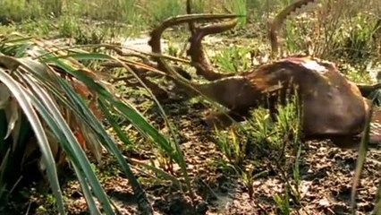 Futuro salvaje 2 dentro de 100 millones