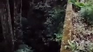 Vídeo: Ônibus quase cai de ponte em MG e rabisco em pedra no local chama a atenção