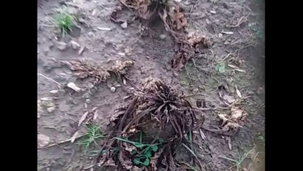 Sugar beet Problems - Part 3 - Episode 1