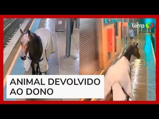Cavalo invade estação e tenta embarcar em vagão de trem na Austrália