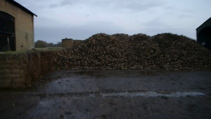 Sugar beet Problems - Part 1 - Episode 1