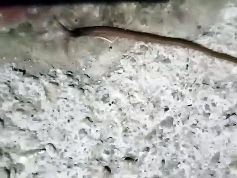 Unusual creature