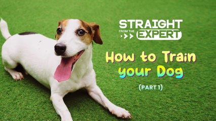 Expert Tips: How to Train Your Dog – Part 1 🐶