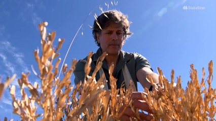 Fears of another ‘forest collapse’ event in Western Australia after record dry spell