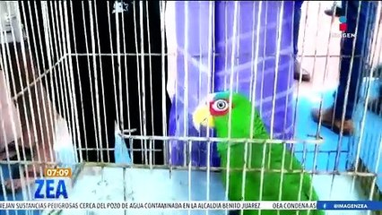 La CDMX podría convertirse en una ciudad pet friendly