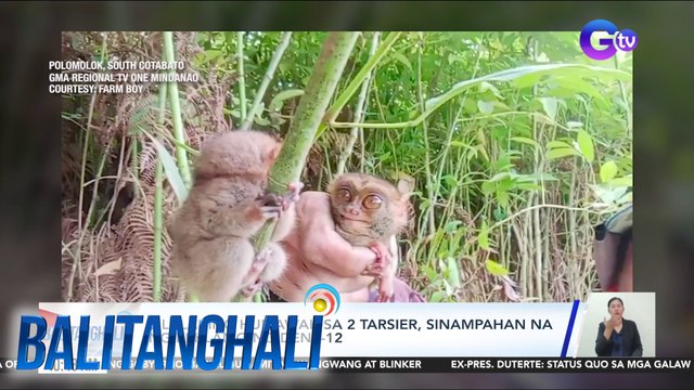 2 lalaking humawak sa 2 tarsier, sinampahan na ng reklamo ng DENR-12 | BT