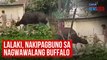 Lalaki, nakipagbuno sa nagwawalang buffalo | GMA Integrated Newsfeed