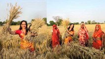 Hema Malini Harvests Wheat Crop During Poll Campaign In Mathura, Public Troll...| Boldsky