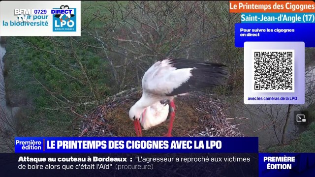 Le printemps des cigognes : à quoi servent les bagues que portent les oiseaux?