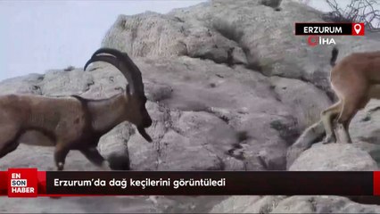 Erzurum'da dağ keçilerini görüntüledi