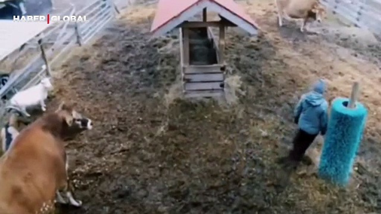 Sahibinin mutsuz olduğunu gören çiftlik hayvanları yaptıkları ile şaşırttı