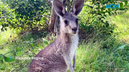 What to do if you find injured wildlife | Illawarra Mercury