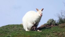 Perthshire wallaby joey seen emerging from its albino mother's pouch after seven months