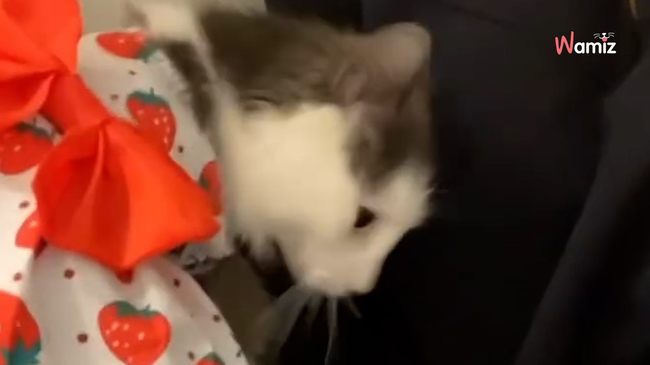 Ils trouvent un chat près d'une école : ce qu'il porte sur son dos laisse les autorités sans voix (vidéo)