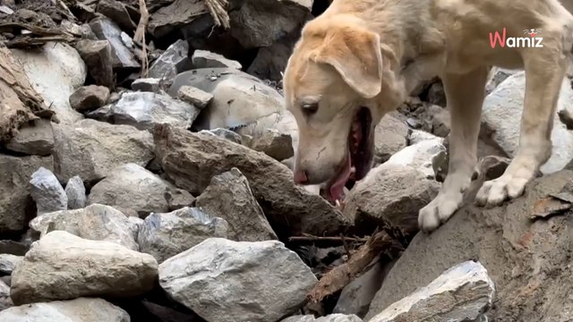 Ce chien de détection de stupéfiants a été viré de son job : il a finalement trouvé une autre vocation
