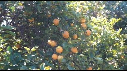 Limoni, una passione italiana: la filiera sostenibile di Polenghi Food