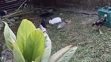 cute rabbits