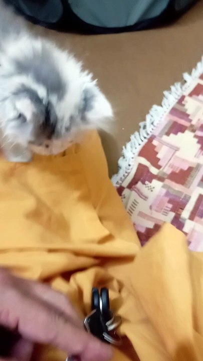 Cat video 