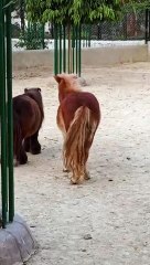 Pony Horses #viral #trending #foryou #reels #beautiful #love #funny #delicious #fun #love #yummy