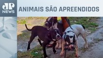 Justiça do RJ solta donos de cães que atacaram escritora